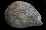 Cretaceous Palm Fruit Fossil - Hell Creek Formation #34516-1